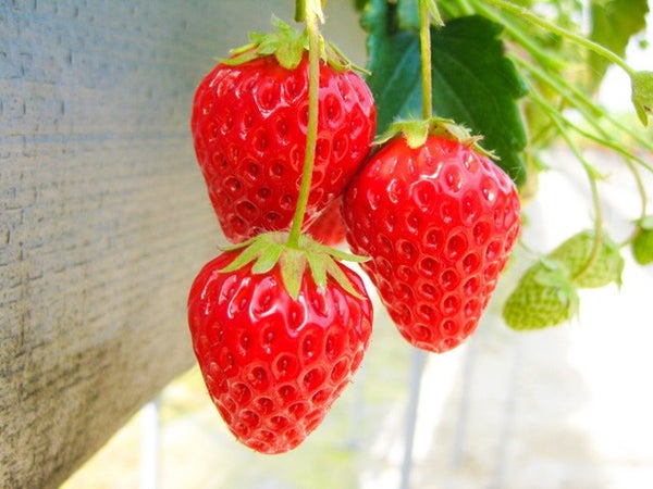■【静岡】桜舞う春のグルメ旅!富士山×桜の名所「龍巌淵」&贅沢なW食べ放題!“海鮮浜焼き食べ放題”&“いちご狩り食べ放題” 3